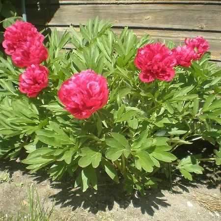 Quarto em Acomodações Particulares Jannseni