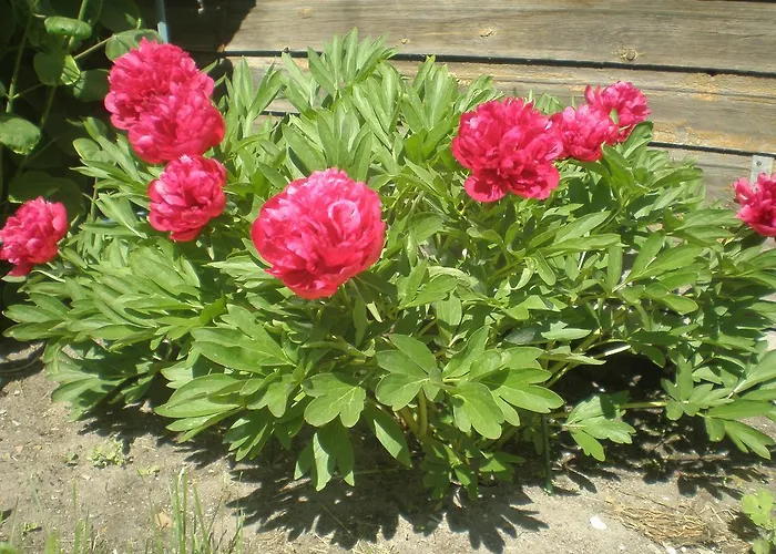 Rum i privatbostad Jannseni